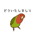 荒ぶるコザクラインコたち（個別スタンプ：16）