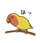 荒ぶるコザクラインコたち（個別スタンプ：18）