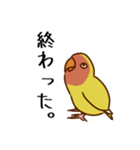 荒ぶるコザクラインコたち（個別スタンプ：20）