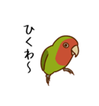 荒ぶるコザクラインコたち（個別スタンプ：21）