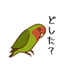 荒ぶるコザクラインコたち（個別スタンプ：23）