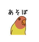 荒ぶるコザクラインコたち（個別スタンプ：24）