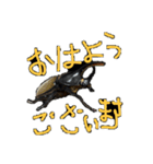 beetle stamp（個別スタンプ：2）