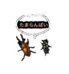 beetle stamp（個別スタンプ：5）