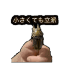 beetle stamp（個別スタンプ：6）