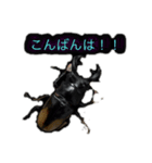 beetle stamp（個別スタンプ：7）