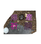 beetle stamp（個別スタンプ：8）