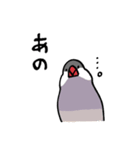 ちまっと文鳥（個別スタンプ：1）