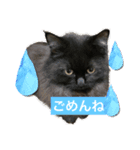 黒猫 ルナ院長60にゃんめ（個別スタンプ：7）