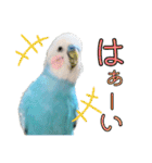 セキセイインコのポピー。日常会話。挨拶2（個別スタンプ：1）