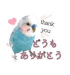 セキセイインコのポピー。日常会話。挨拶2（個別スタンプ：6）