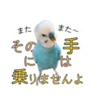 セキセイインコのポピー。日常会話。挨拶2（個別スタンプ：7）