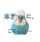 セキセイインコのポピー。日常会話。挨拶2（個別スタンプ：10）