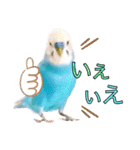 セキセイインコのポピー。日常会話。挨拶2（個別スタンプ：17）