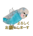 セキセイインコのポピー。日常会話。挨拶2（個別スタンプ：18）