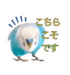 セキセイインコのポピー。日常会話。挨拶2（個別スタンプ：19）