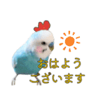 セキセイインコのポピー。日常会話。挨拶2（個別スタンプ：23）