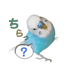 セキセイインコのポピー。日常会話。挨拶2（個別スタンプ：24）