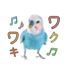 セキセイインコのポピー。日常会話。挨拶2（個別スタンプ：27）