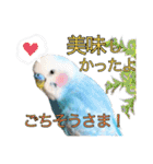 セキセイインコのポピー。日常会話。挨拶2（個別スタンプ：33）