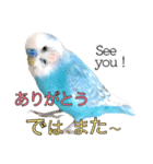 セキセイインコのポピー。日常会話。挨拶2（個別スタンプ：38）