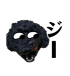 黒トイプードル代表4（個別スタンプ：2）
