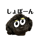 黒トイプードル代表4（個別スタンプ：9）