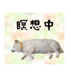 抑揚のない犬（個別スタンプ：10）