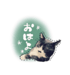 おはぎとおちょこ。（個別スタンプ：2）