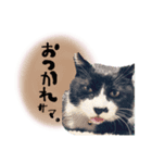 おはぎとおちょこ。（個別スタンプ：5）