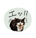 おはぎとおちょこ。（個別スタンプ：6）