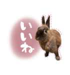 おはぎとおちょこ。（個別スタンプ：8）