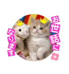 ねこまーち ふわふわダイヤモンド（個別スタンプ：3）