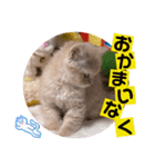 ねこまーち さらさらクリスタル（個別スタンプ：6）