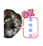 黒猫 ルナ院長61にゃんめ（個別スタンプ：1）