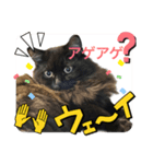 黒猫 ルナ院長61にゃんめ（個別スタンプ：5）