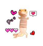 レオパプー（個別スタンプ：5）