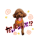 犬のつぶやきぃ（個別スタンプ：1）
