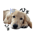 犬のつぶやきぃ（個別スタンプ：5）