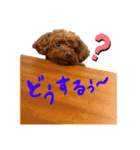 犬のつぶやきぃ（個別スタンプ：7）