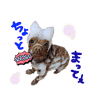 犬のつぶやきぃ（個別スタンプ：9）