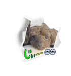 犬のつぶやきぃ（個別スタンプ：10）