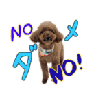 犬のつぶやきぃ（個別スタンプ：12）