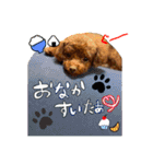 犬のつぶやきぃ（個別スタンプ：15）