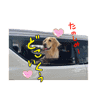 犬のつぶやきぃ（個別スタンプ：19）