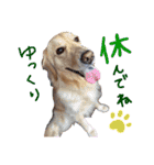 犬のつぶやきぃ（個別スタンプ：20）