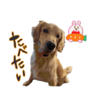 犬のつぶやきぃ（個別スタンプ：21）