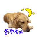 犬のつぶやきぃ（個別スタンプ：23）