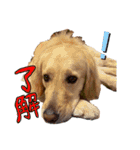 犬のつぶやきぃ（個別スタンプ：24）