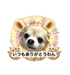 愛犬！チロルスタンプ（個別スタンプ：1）